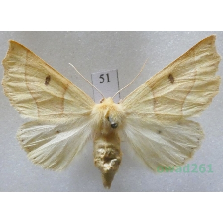 Crocallis elinguaria (Linnaeus, 1758) female Czech51